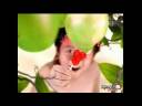 Iklan Permen Hot Hot Pop Bikin Gaya Makin Ngepop edisi Padang Gurun Pasir